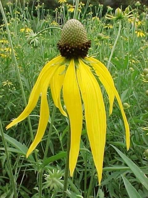 Ratibida pinnata (rudbeckia penne)